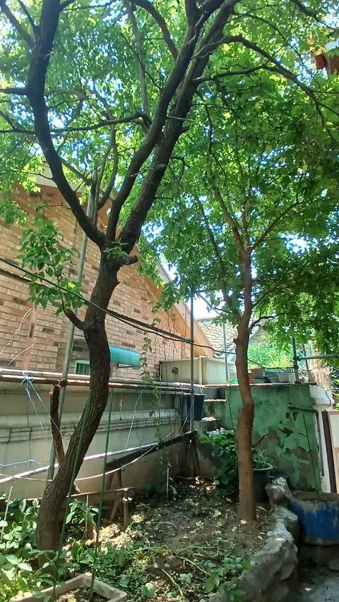 조경수 전지 경기 화성