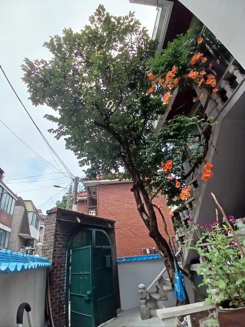 생활목 벌목 경기 부천
