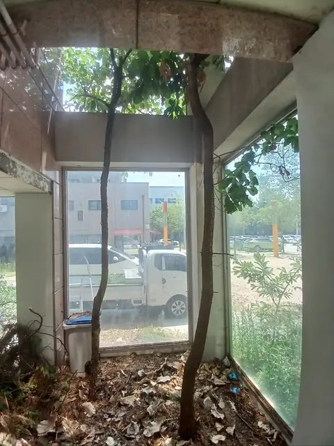 가지치기 작업 경기 김포