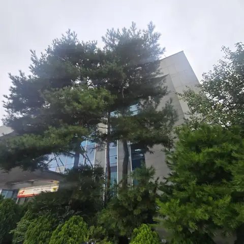 조경수 전지 경기 오산