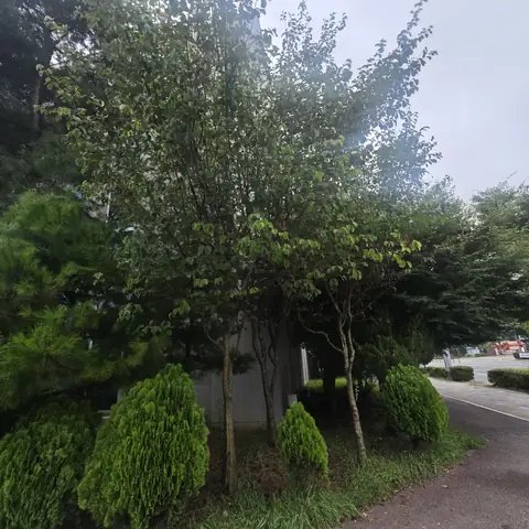위험목 제거 서울 도봉구