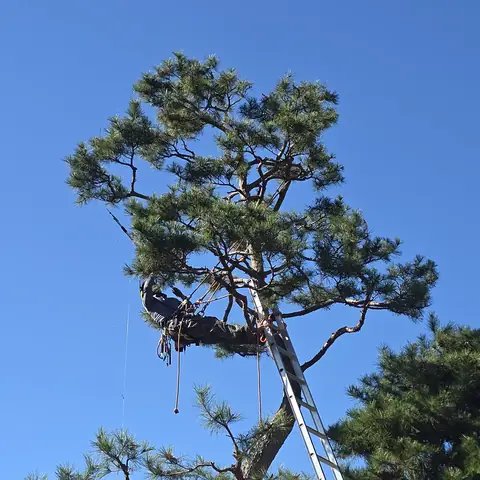 생활목 벌목 서울 서초구