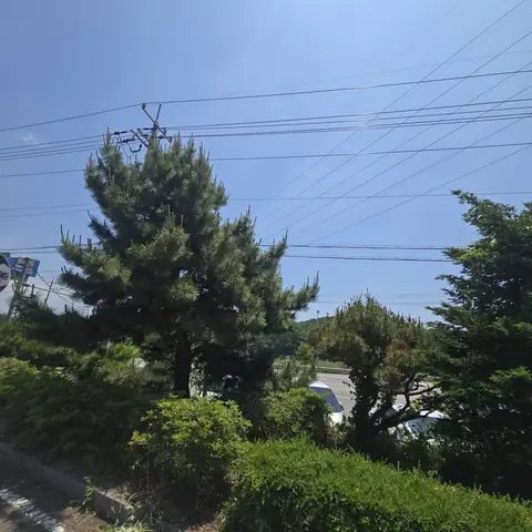 나무 벌목 충북 옥천