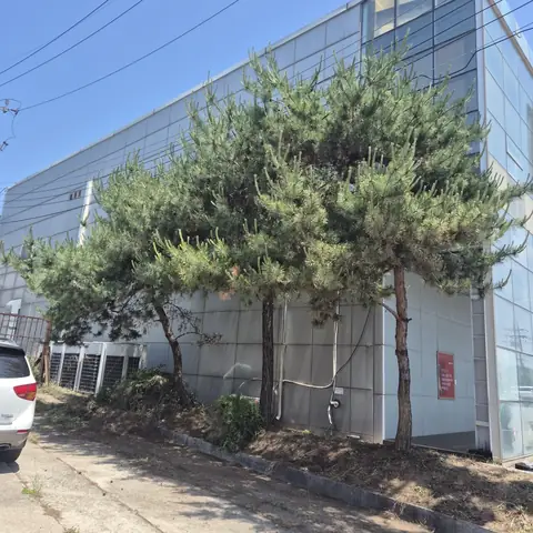 공장 건물 외벽에 바짝 붙어 자란 소나무 가지가 패널 벽과 2층 창을 덮고 있는 전정 전 상태