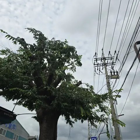생활목 벌목 경기 안성